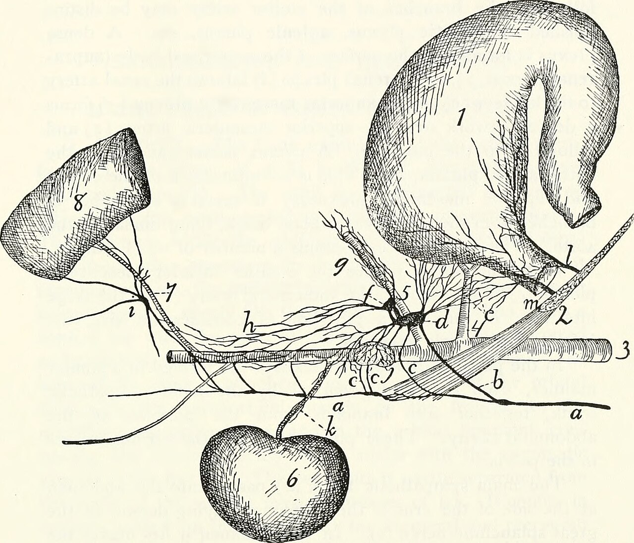 Title anatomy of the cat identifier anatomyofcatrje00reig fi