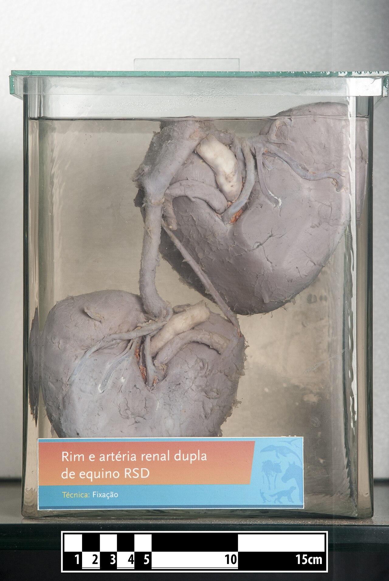 Horse kidneys with renal artery technique of formalin fixati