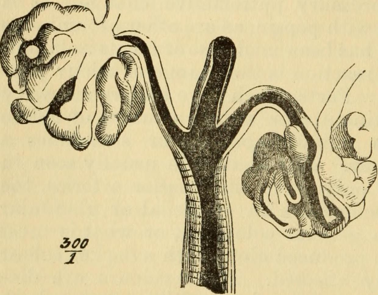 Identifier manualofpatholog00jone find matches title manual