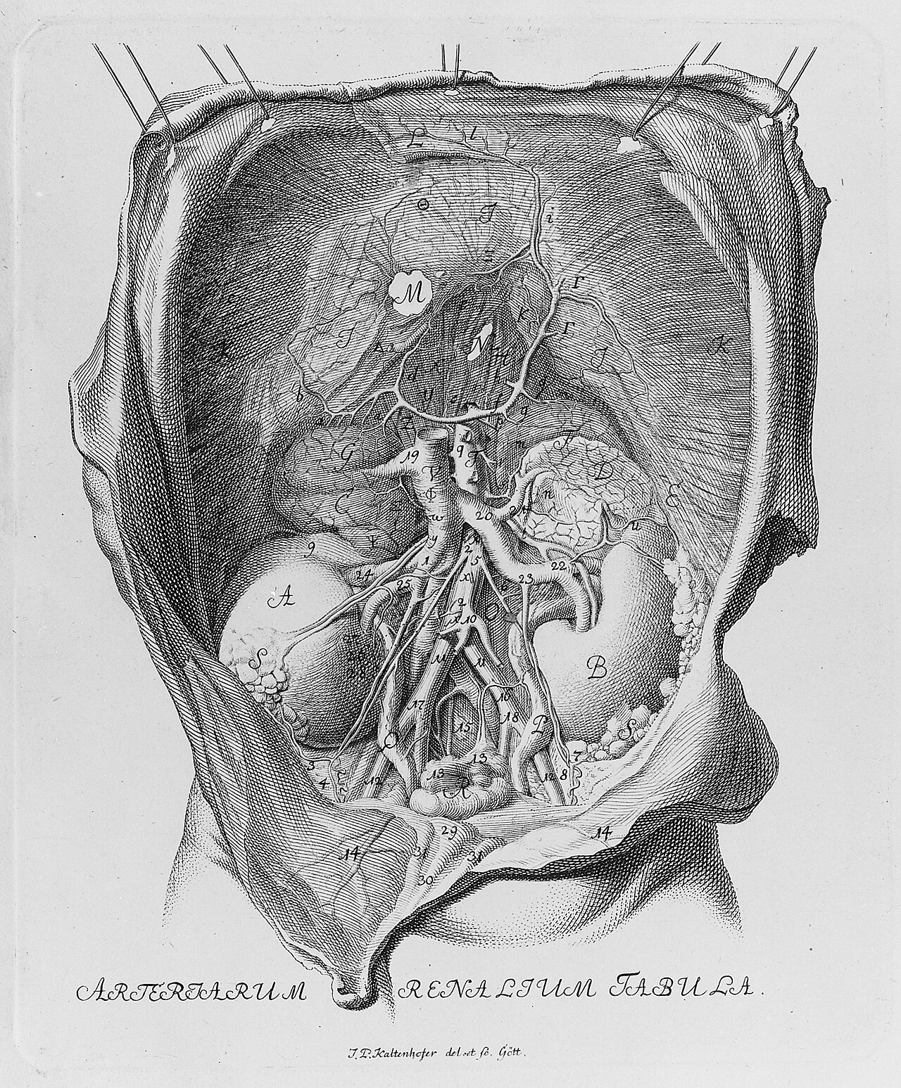 Renal arteries rare books keywords anatomy albrecht von hall