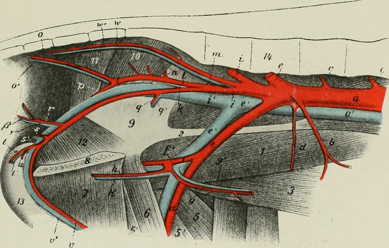 Title the anatomy of the domestic animals identifier anatomy