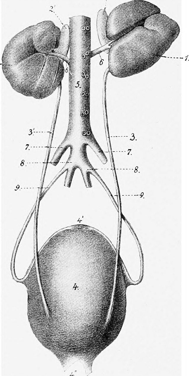 Title the anatomy of the domestic animals identifier cu31924