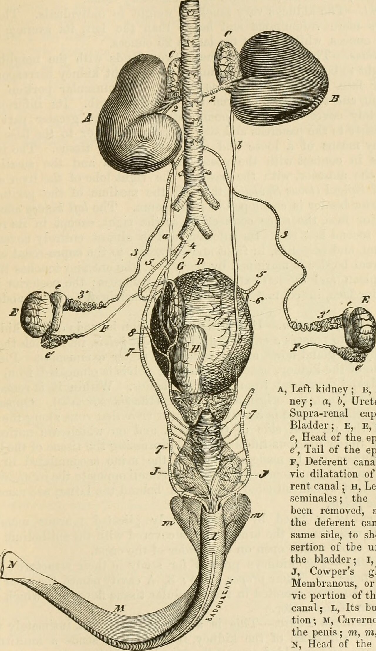 Title the comparative anatomy of the domesticated animals id