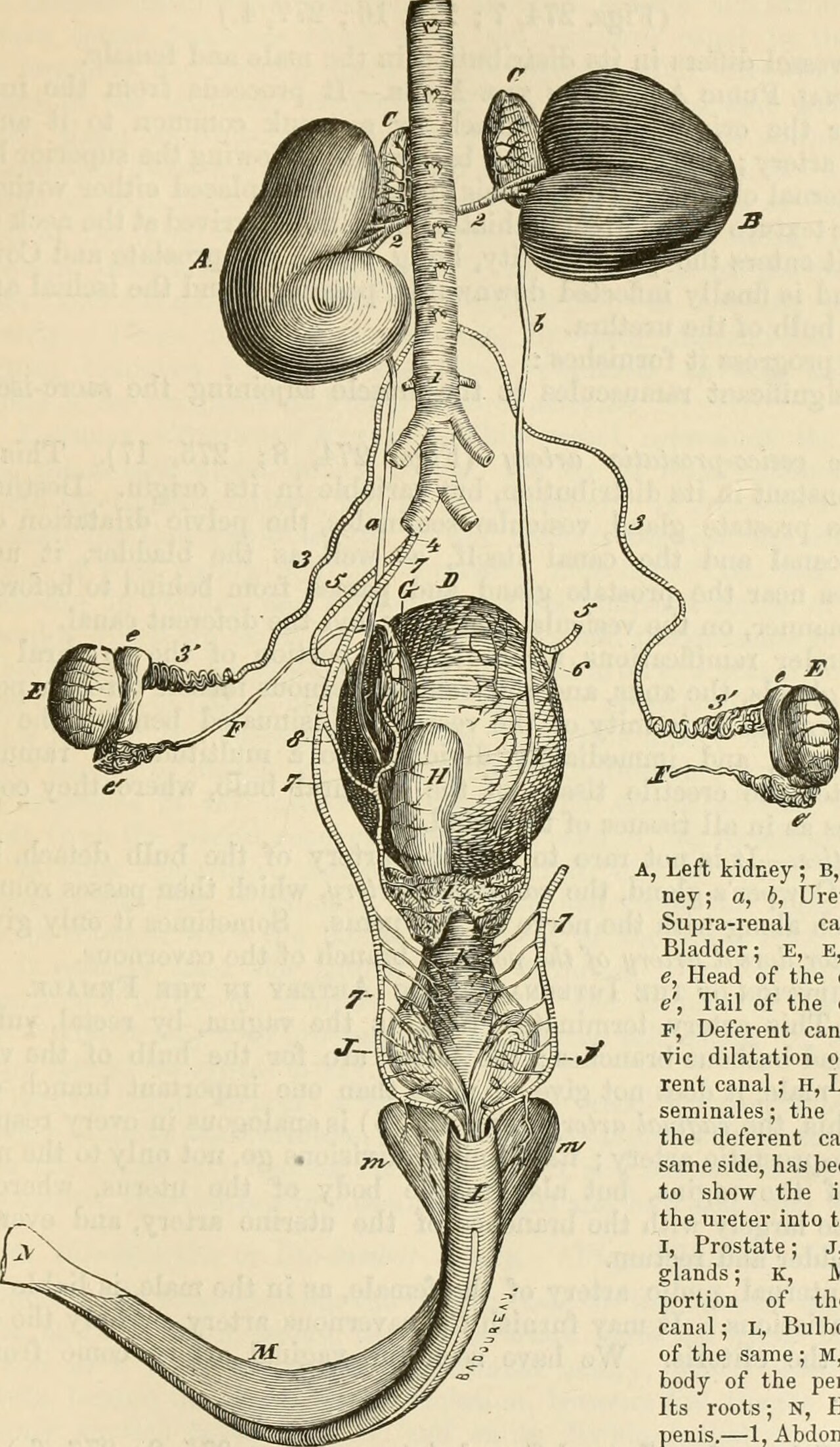 Title the comparative anatomy of the domesticated animals id
