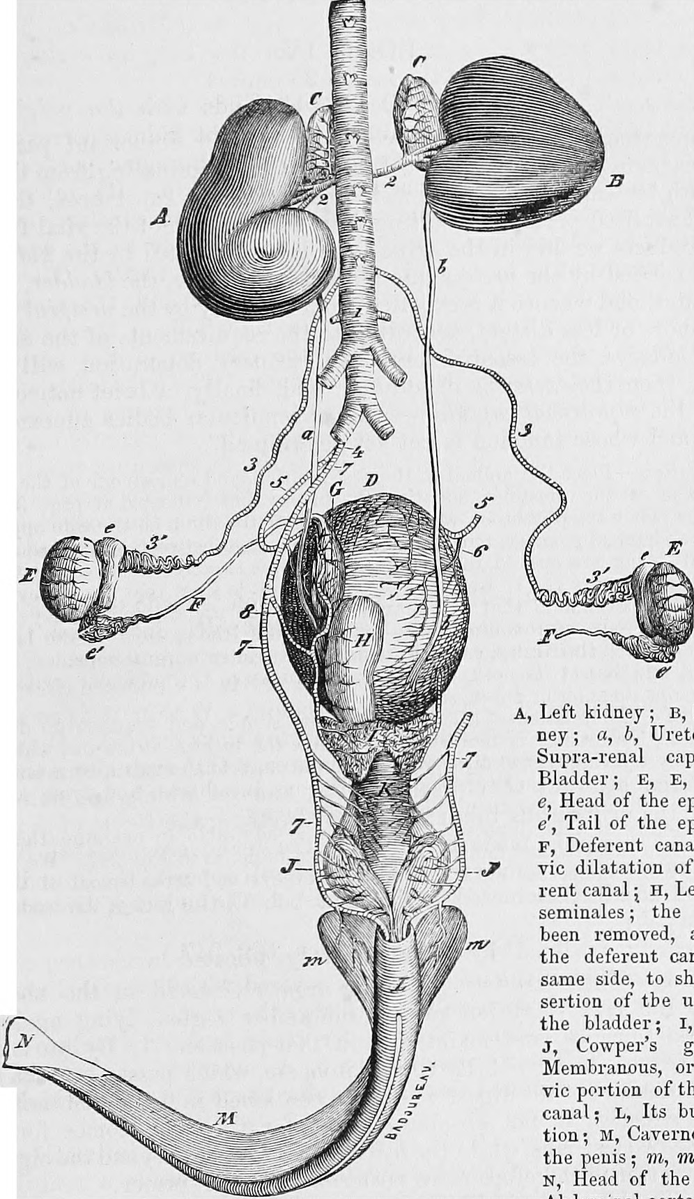 Title the comparative anatomy of the domesticated animals id