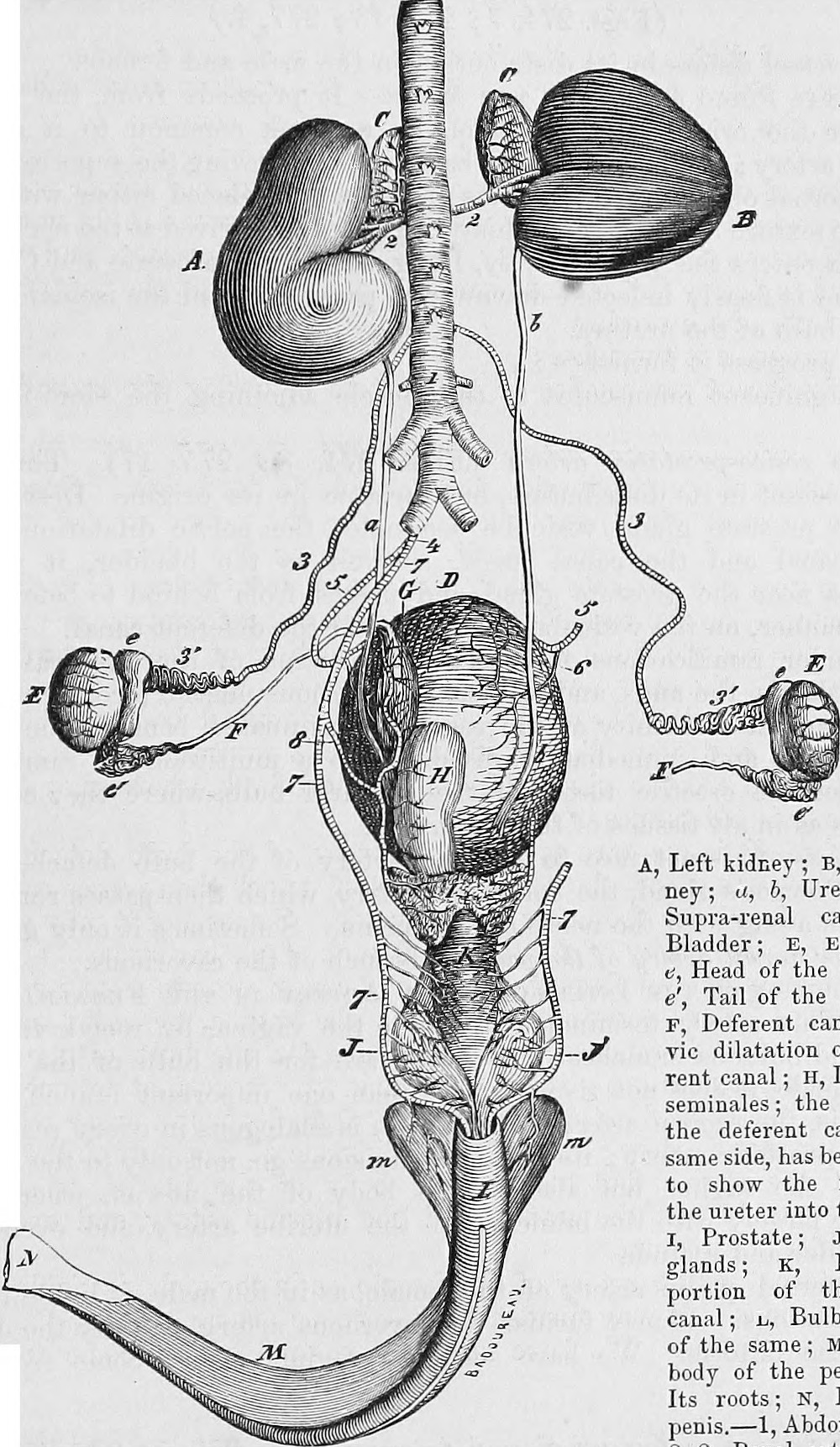 Title the comparative anatomy of the domesticated animals id