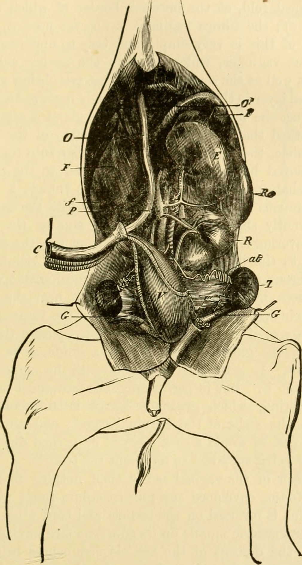 Title the comparative anatomy of the domesticated animals id