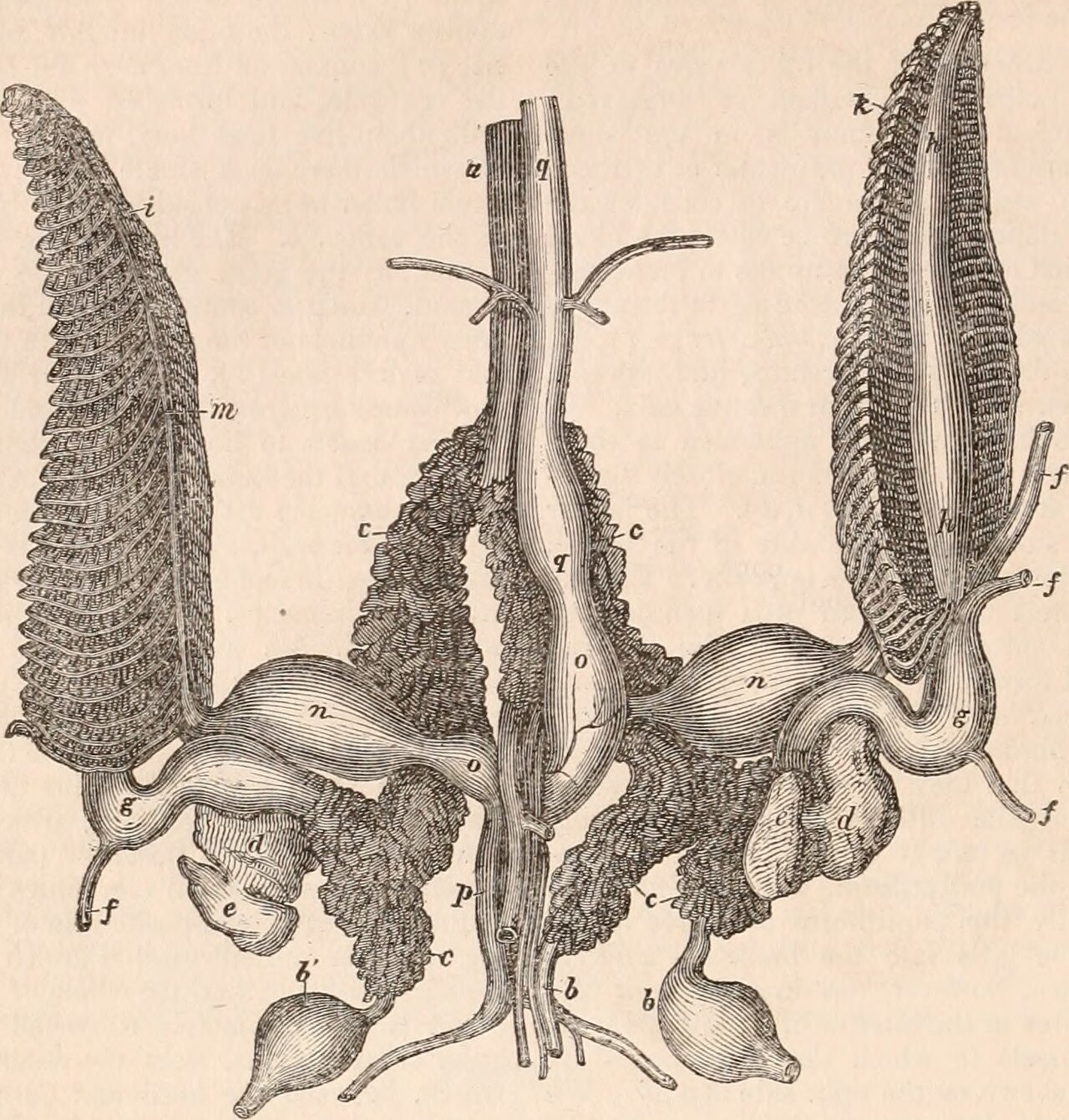 Title the cyclop dia of anatomy and physiology identifier cy