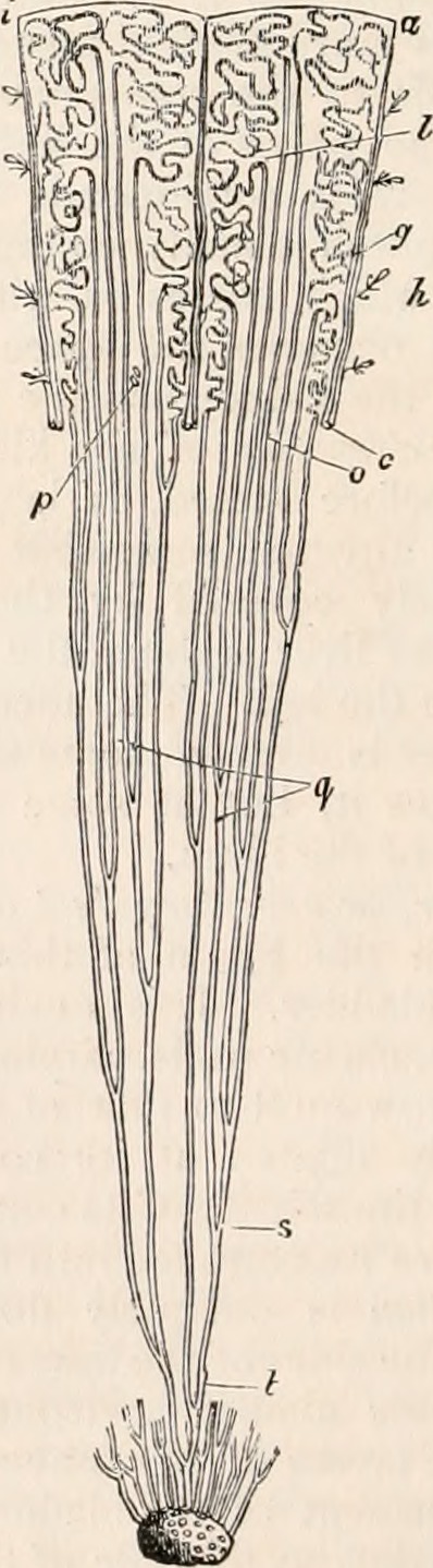 Title the cyclop dia of anatomy and physiology identifier cy