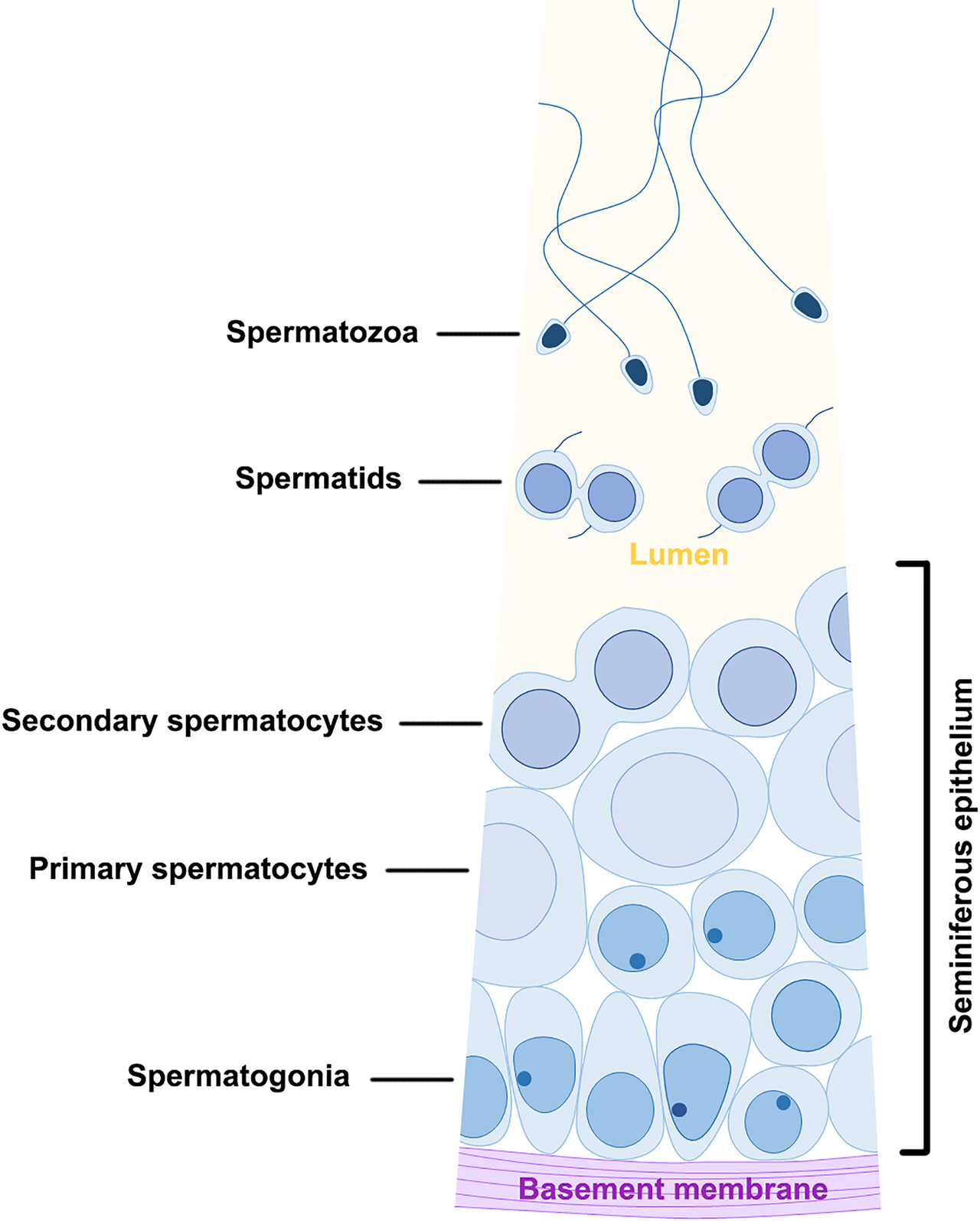 Fig 9 a diagram showing the pattern of spermatogenesis in g