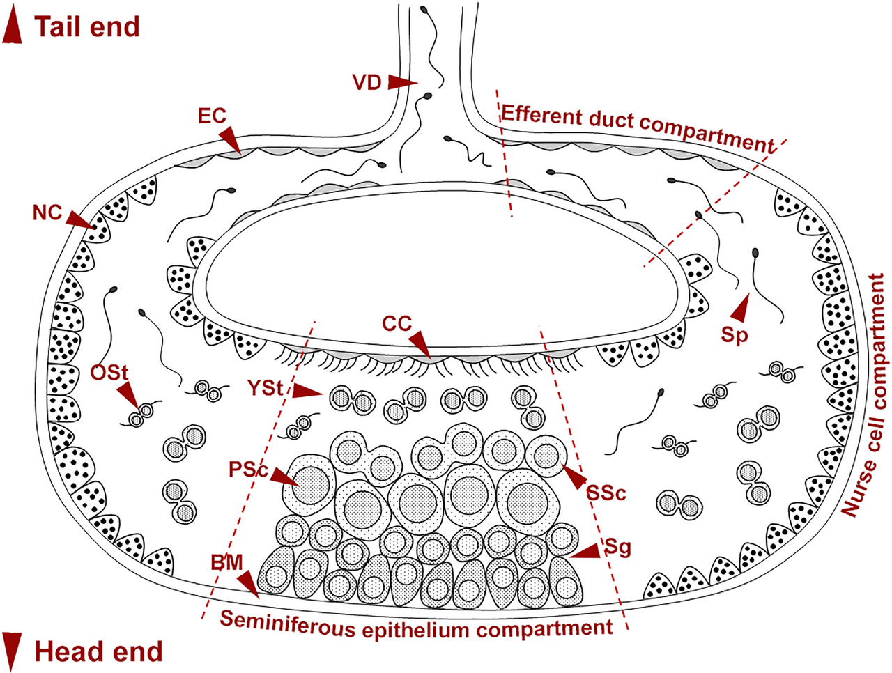 Fig 3 a schematic diagram showing a germinal chamber of the