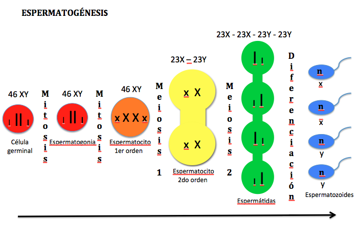 Proceso de espermatog nesis