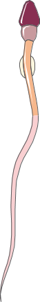 Spermatogenesis