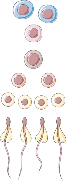Spermatogenesis