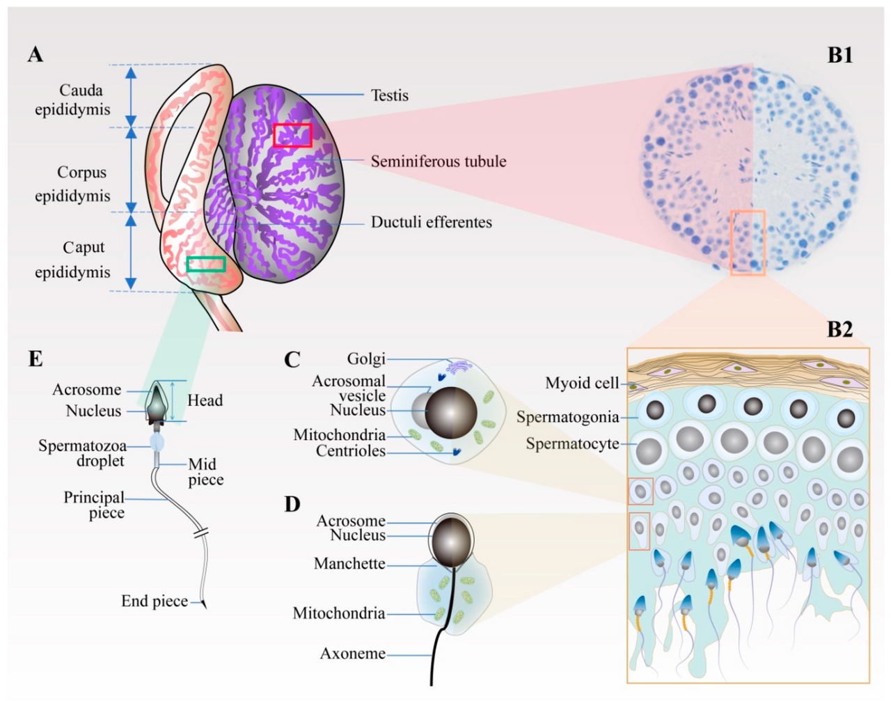 Figure 1 schematic diagram of spermiogenesis in the testis a
