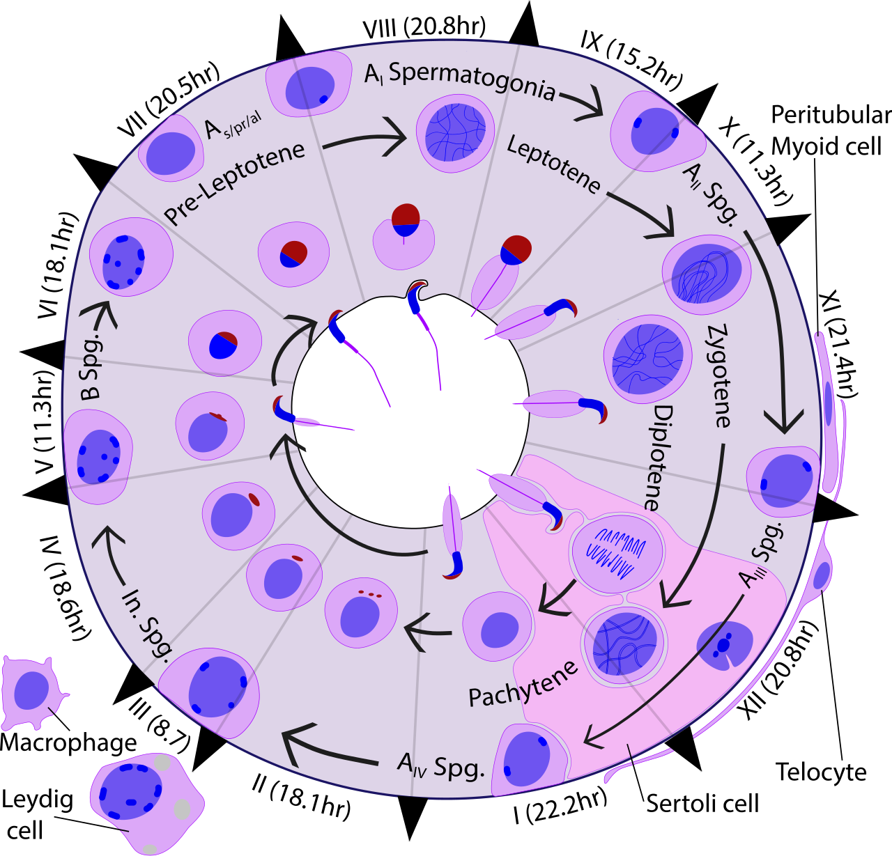 The cycle of the seminiferous epithelium shown within a cros