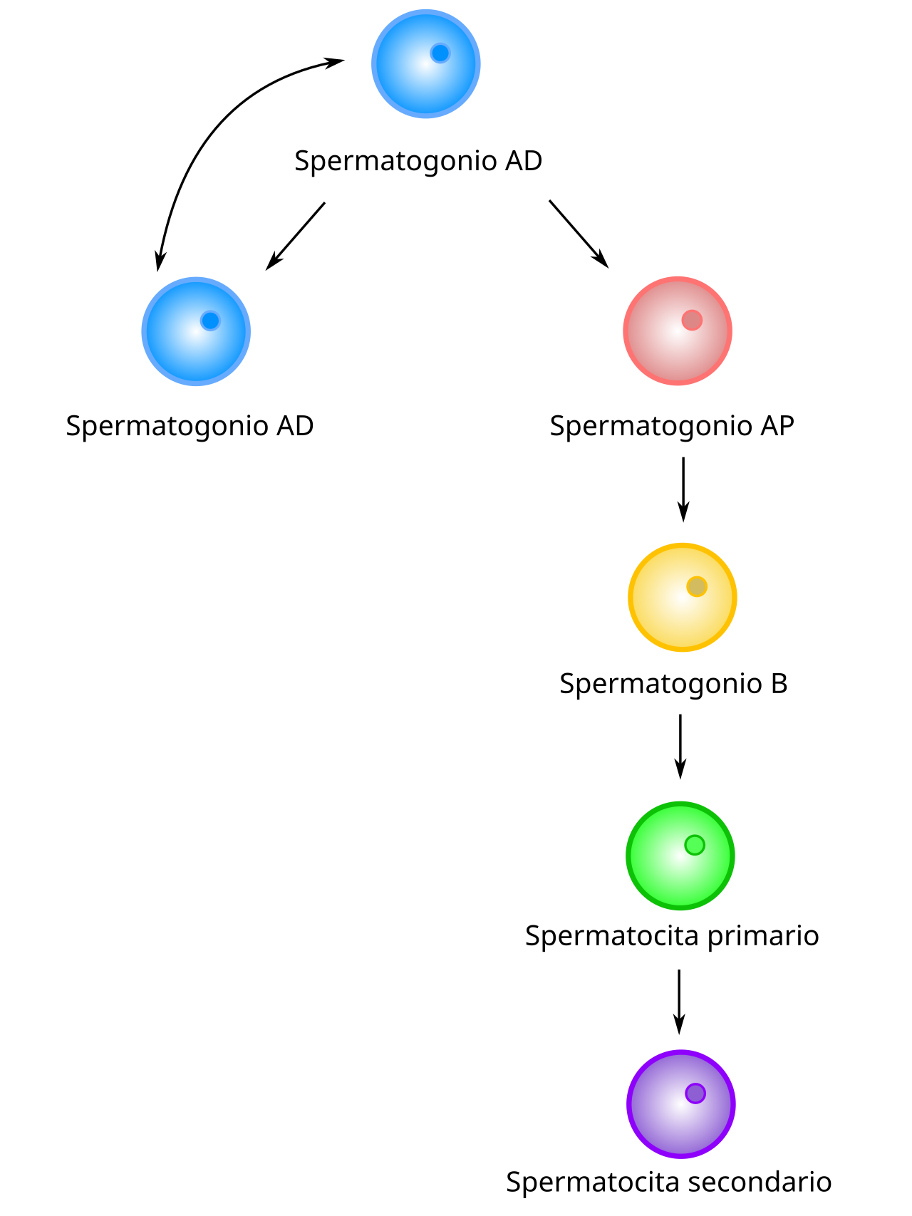 Schema fasi spermatogenesi