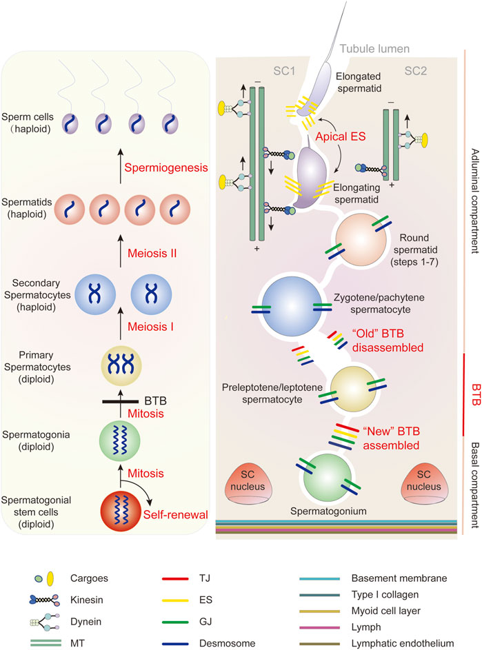 Figure 3 left a diagram depicting the cell cycle progression