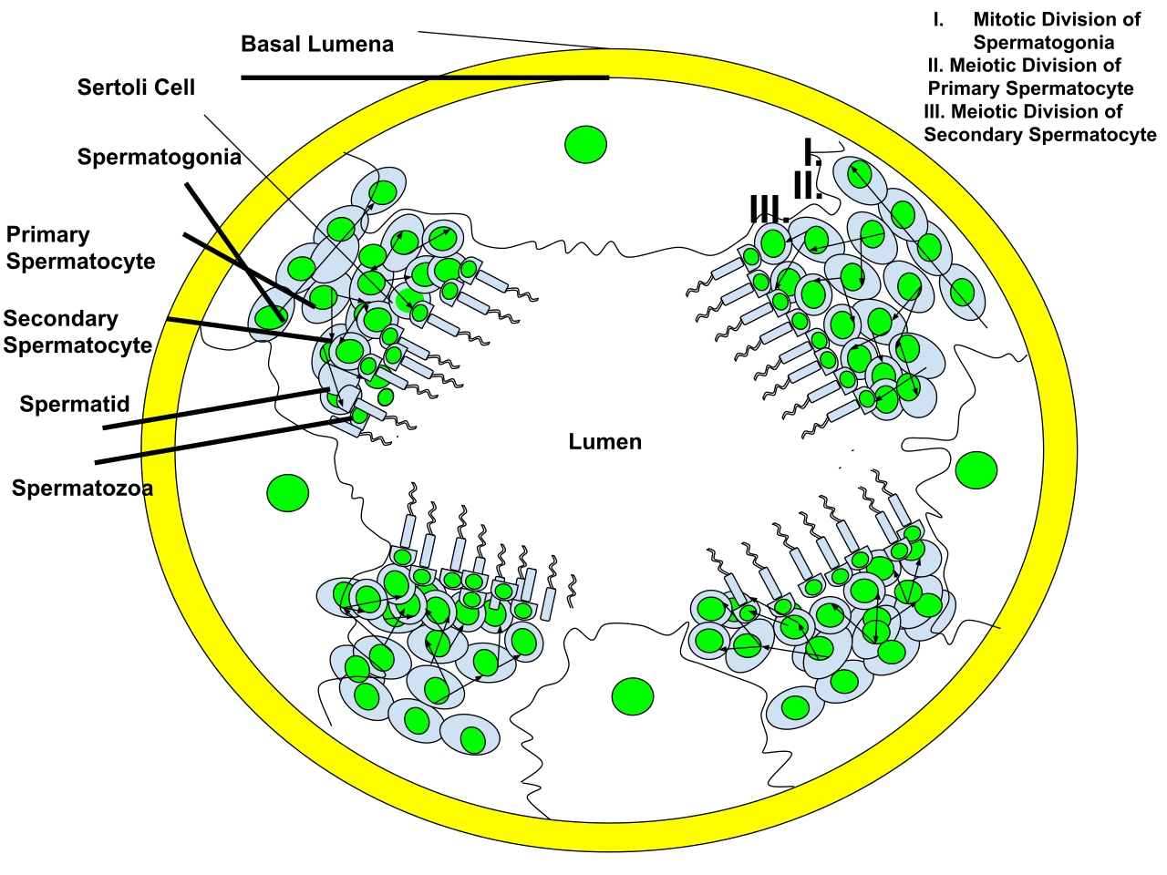 Diagram of the creation over sperm via the process spermatog