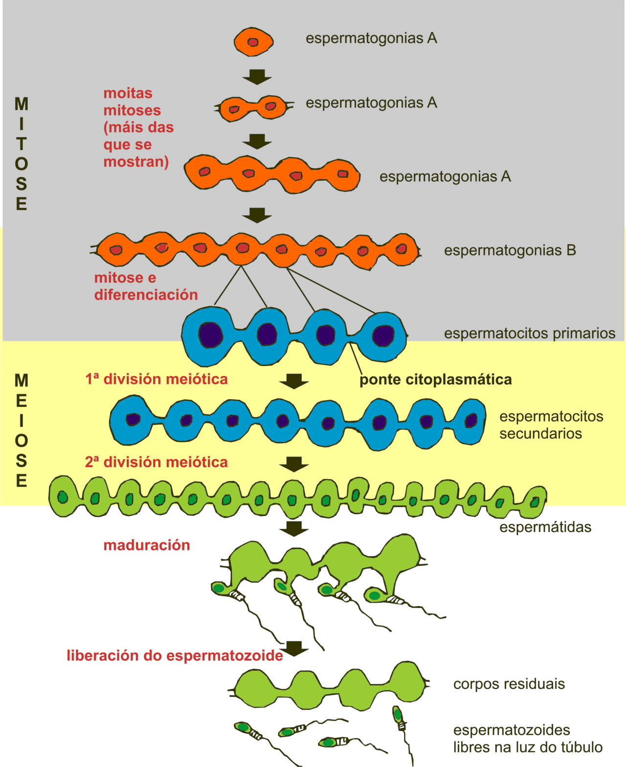 Diagram of spermatogenesis labelled in gallician language