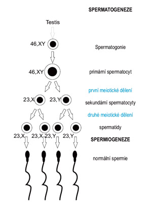 Scheme of spermatogenesis with czech description