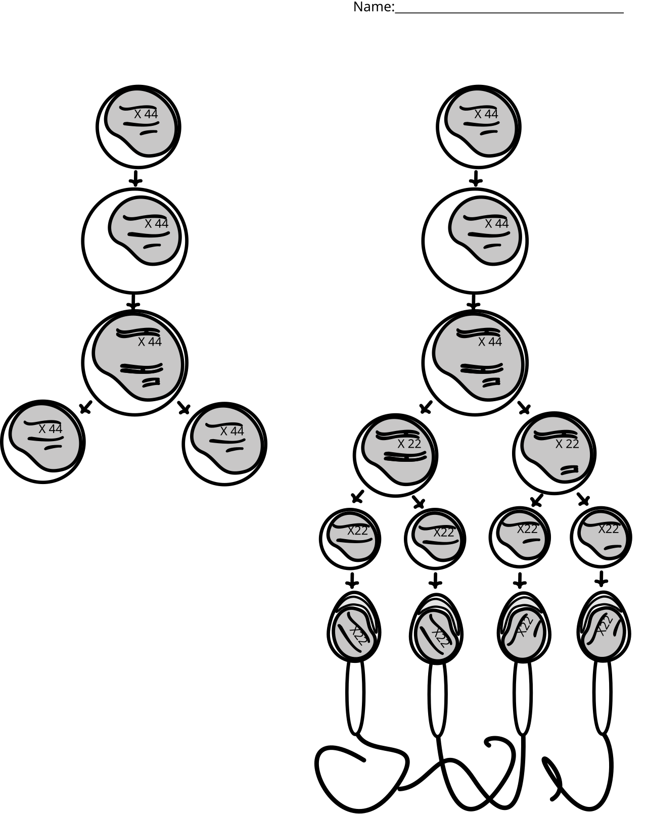 Simple grayscale diagram with not labels comparing mitosis o