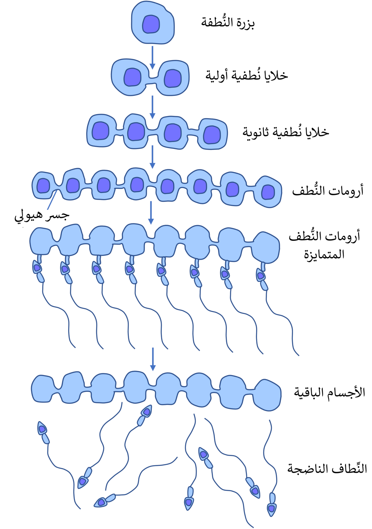 The process of spermatogenesis