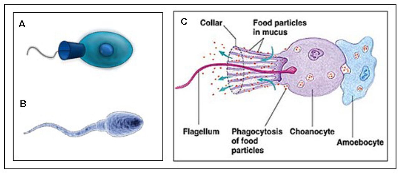 The calcium homeostasis of modern sperm cells looks very sim