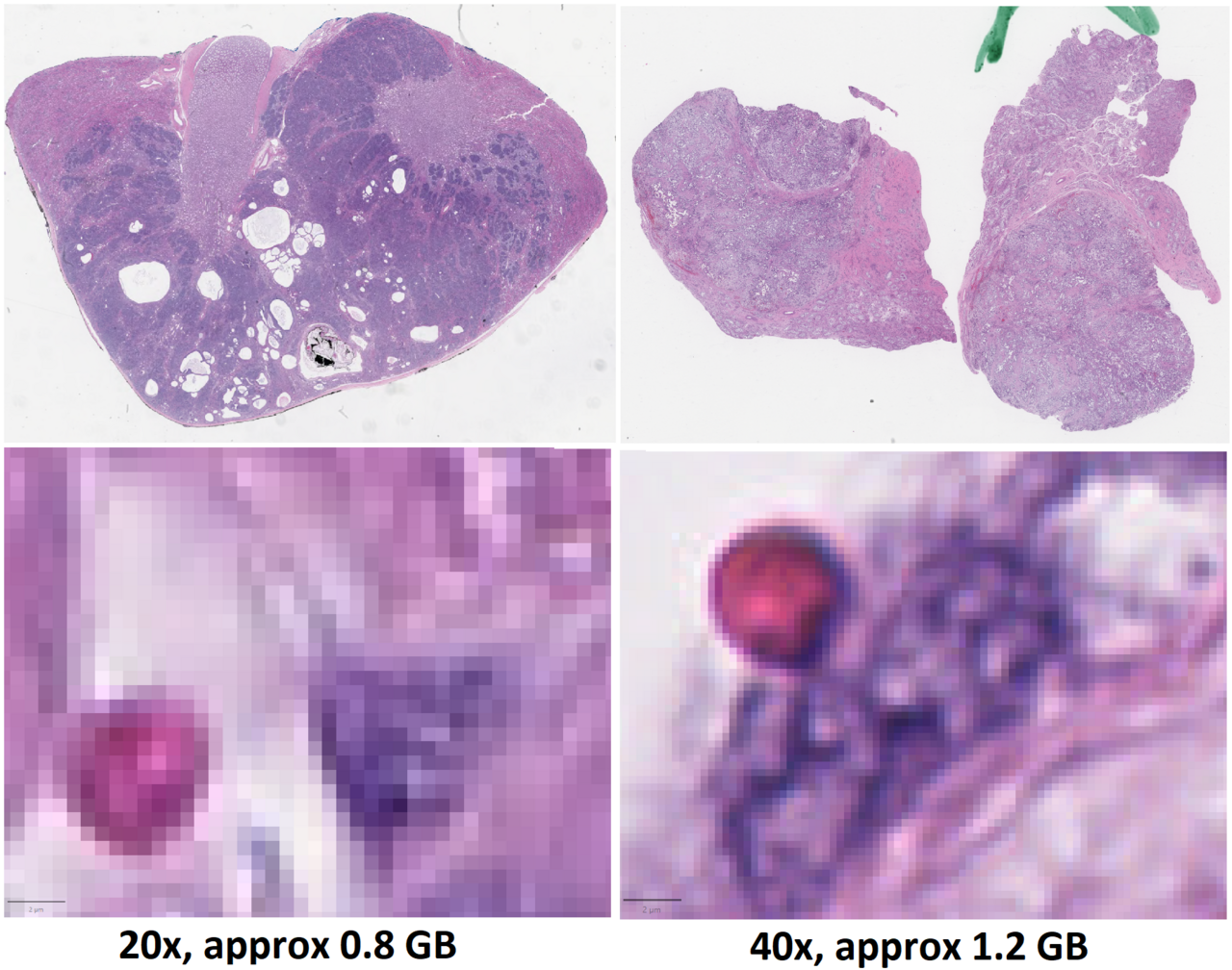 Whole slide image quality comparison images to the left are