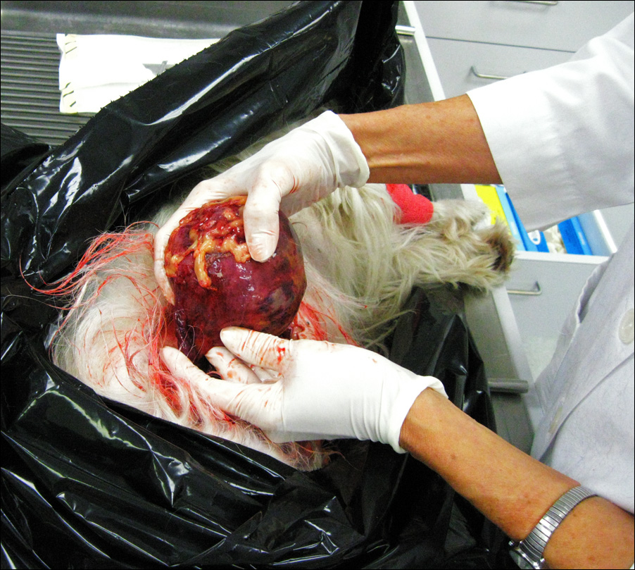 Dog necropsy retained testicle with cancer