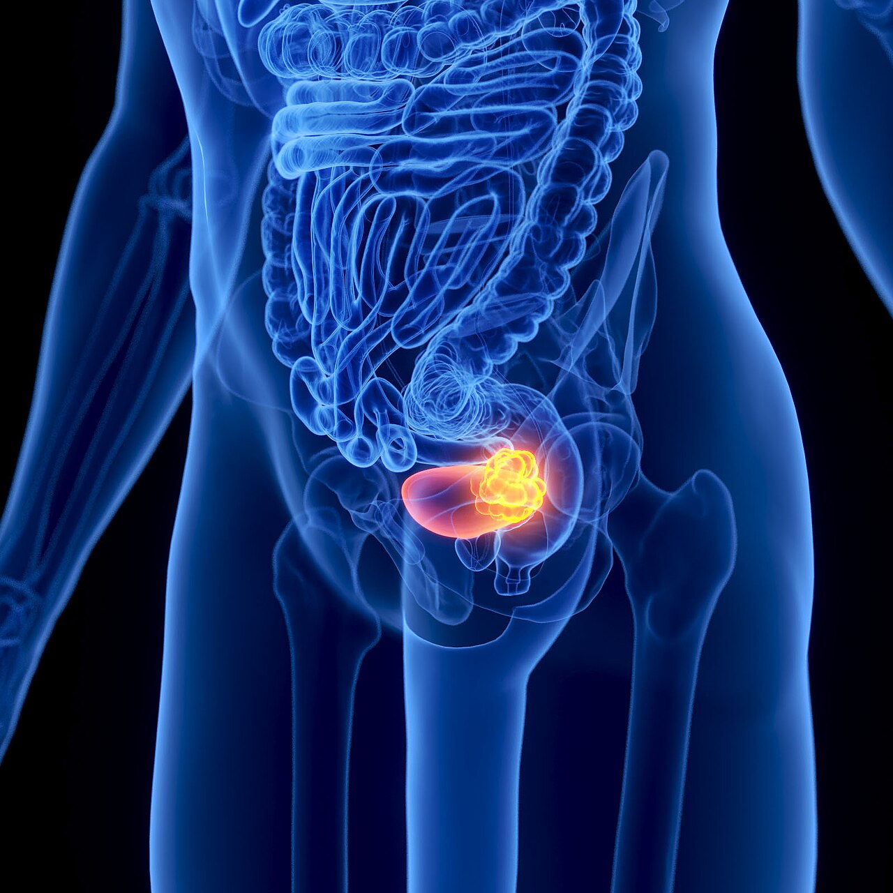 A 3d render of the urinary bladder of a human male