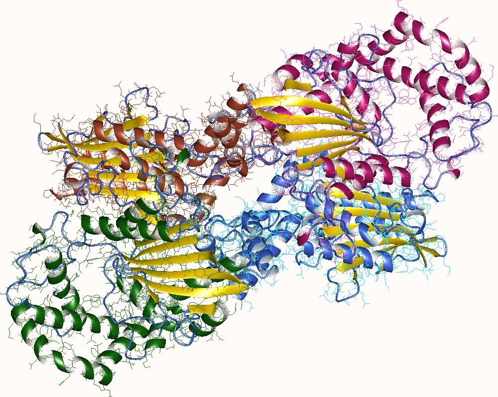 Acid phosphatase homotetramer human prostate gland