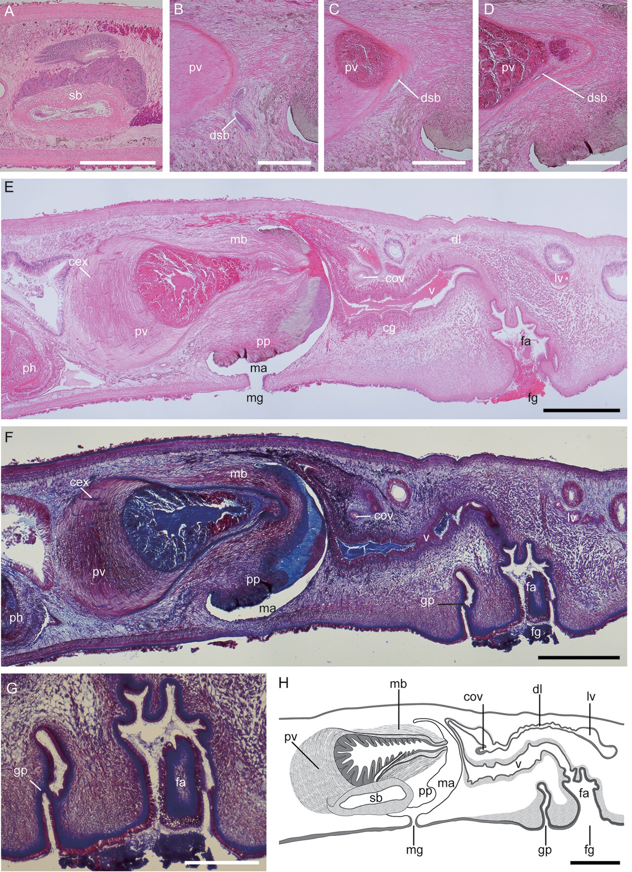 Figure 2 paraplehnia seisuiae sp nov ichum 5345 holotype sag