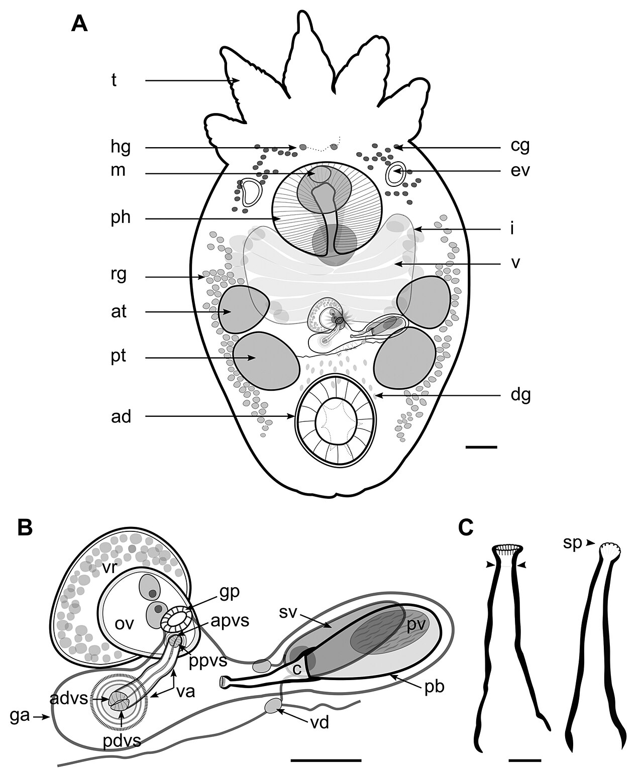 Figure 2 temnocephala ivandarioi sp nov a adult specimen dia