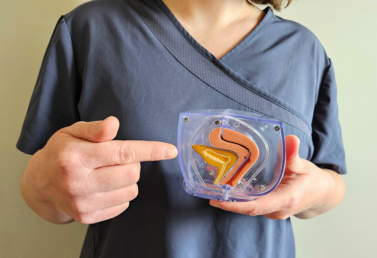 Healthcare professional educating on pelvic structures