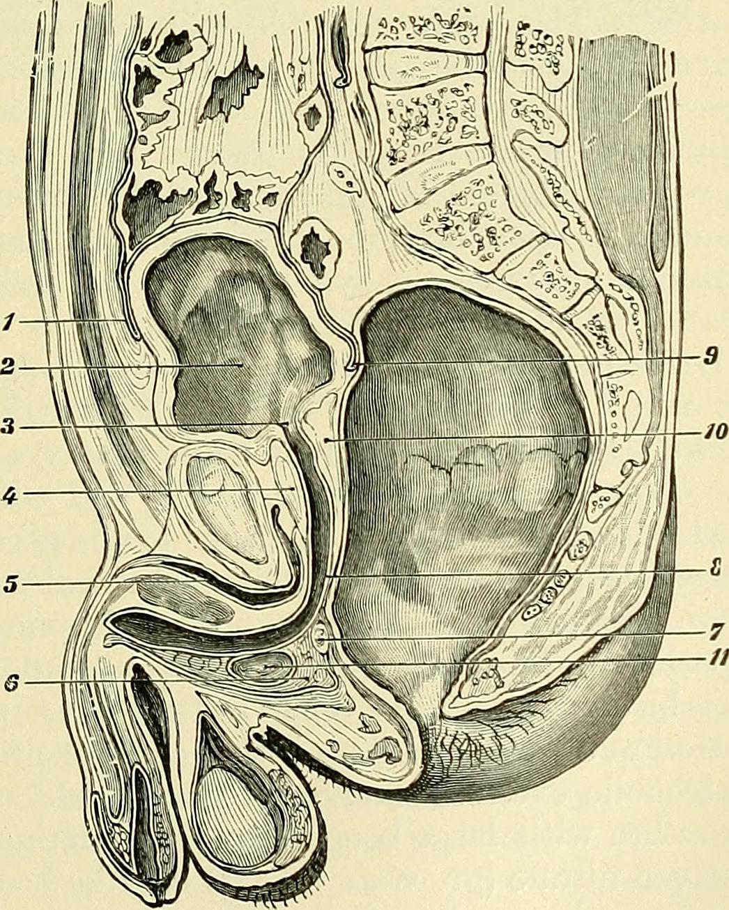 Rectum much distended artificially identifier manualofmodern