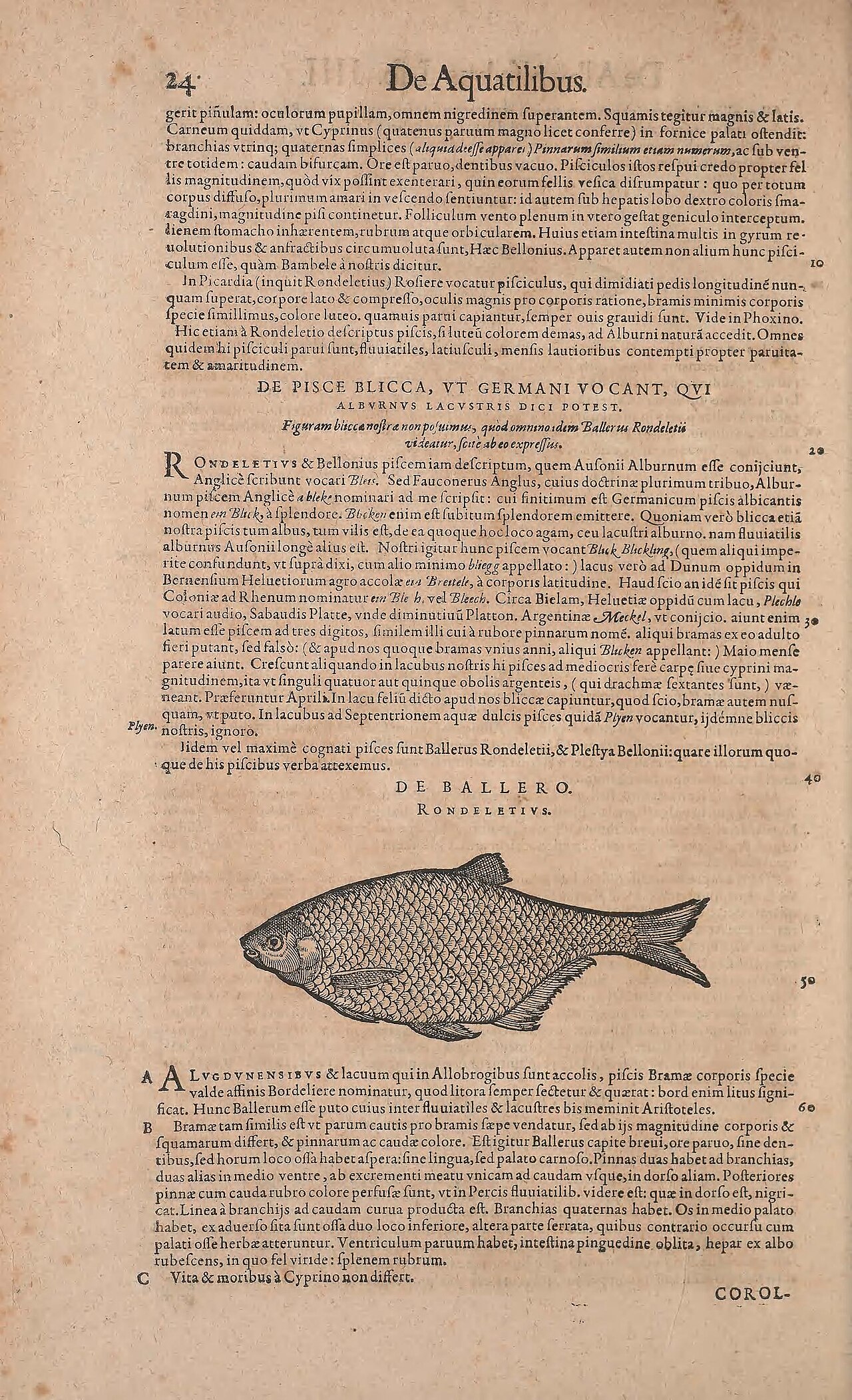 24 deaquatilibus gcrit pinulam oculorum pupillam omncm nigre