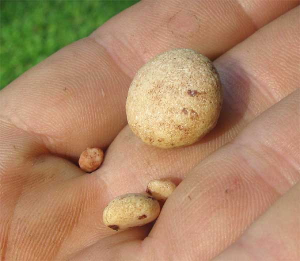 Kidney stones successfully removed from an elderly dog cody