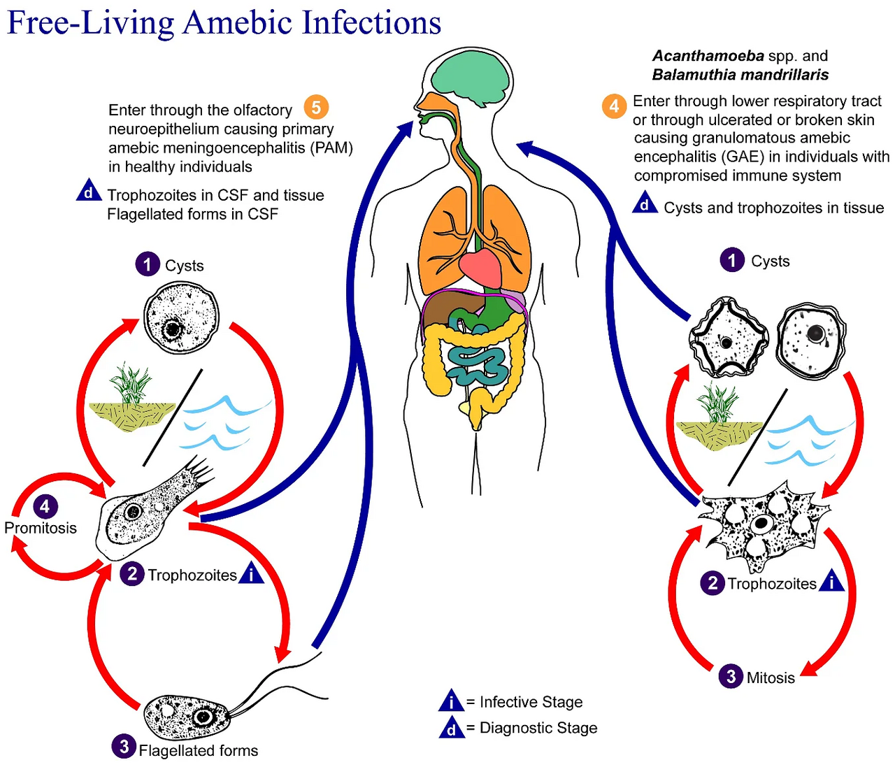 This is an illustration of the life cycle of the parasitic a