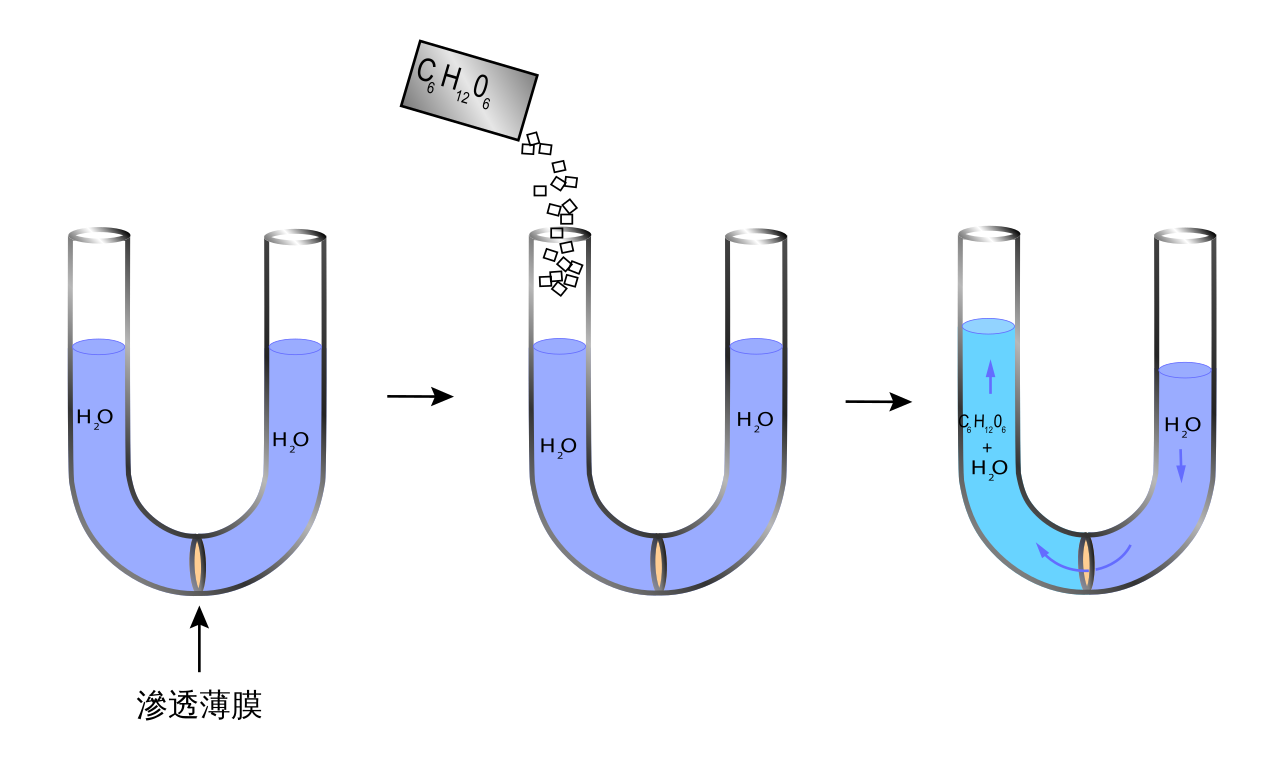 Diagram of osmosis in a u shaped tube through a dialysis mem