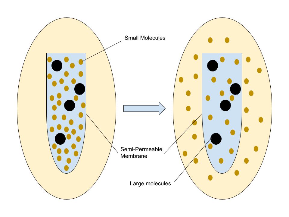 Diagram of osmosis before and after through a semi permeable